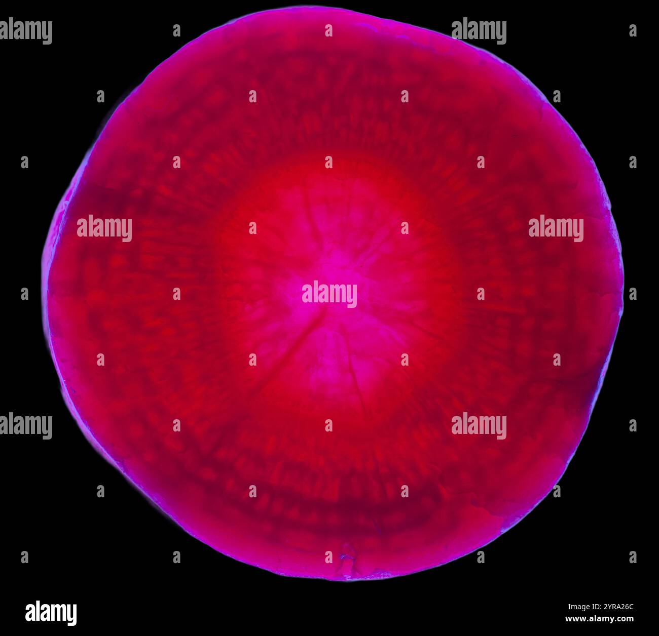 cross section of a banana illuminated by backlight structure Stock ...