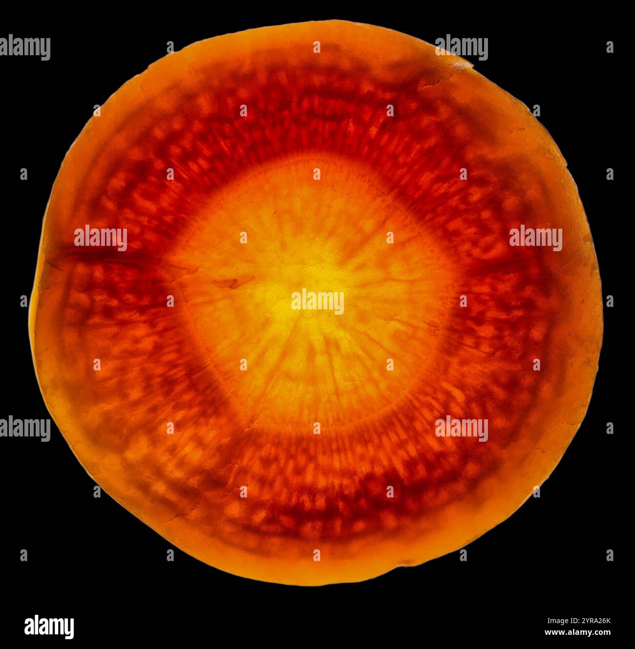 cross section of a banana illuminated by backlight structure Stock ...