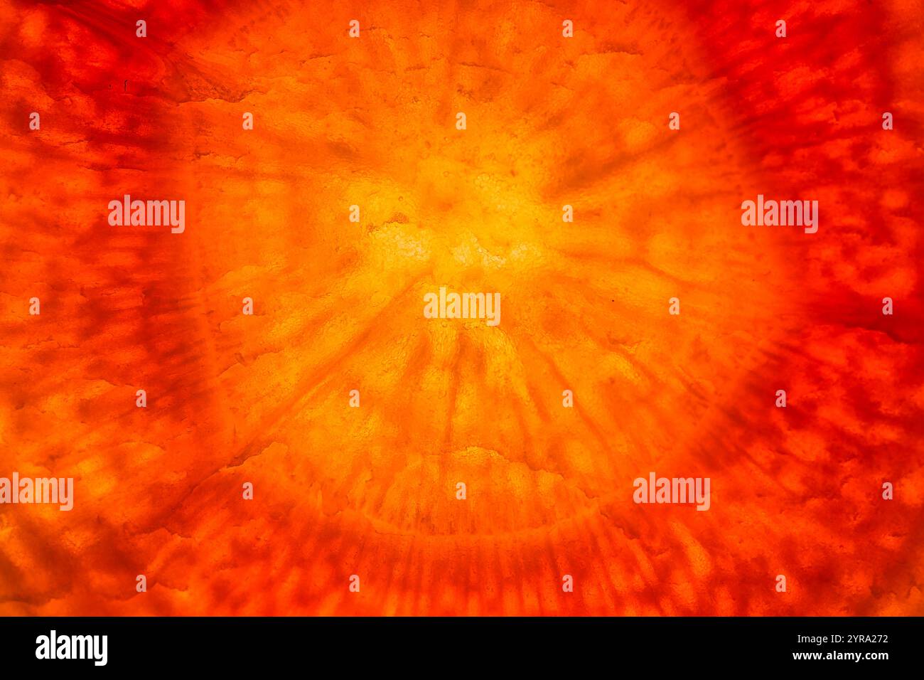 cross section of a banana illuminated by backlight structure Stock ...