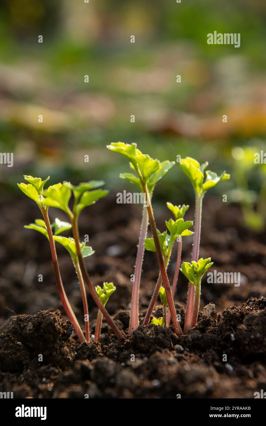 Sprouted Ranunculus Planting ranunculus flowers. Flowerbed with presprouted Ranunculus ...