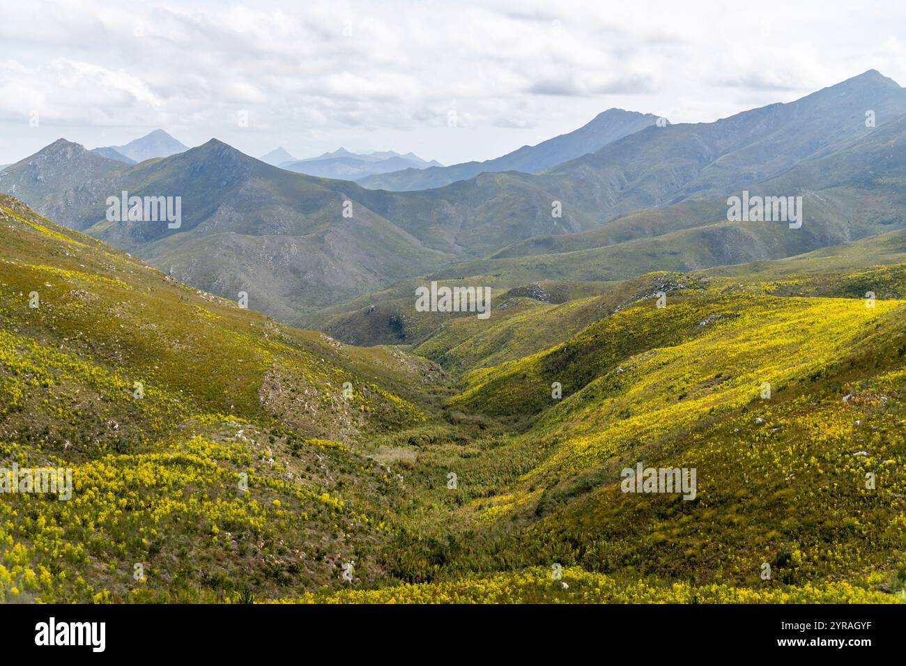 A view of a grassy valley landscape in the Outeniqua Mountains in South Africa Stock Photo