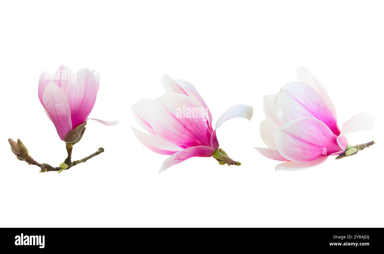 Set of of pink magnolia blossom isolated on white background Stock ...
