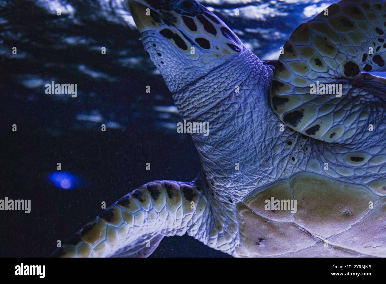 A majestic sea turtle gracefully swimming in vibrant blue water. A ...