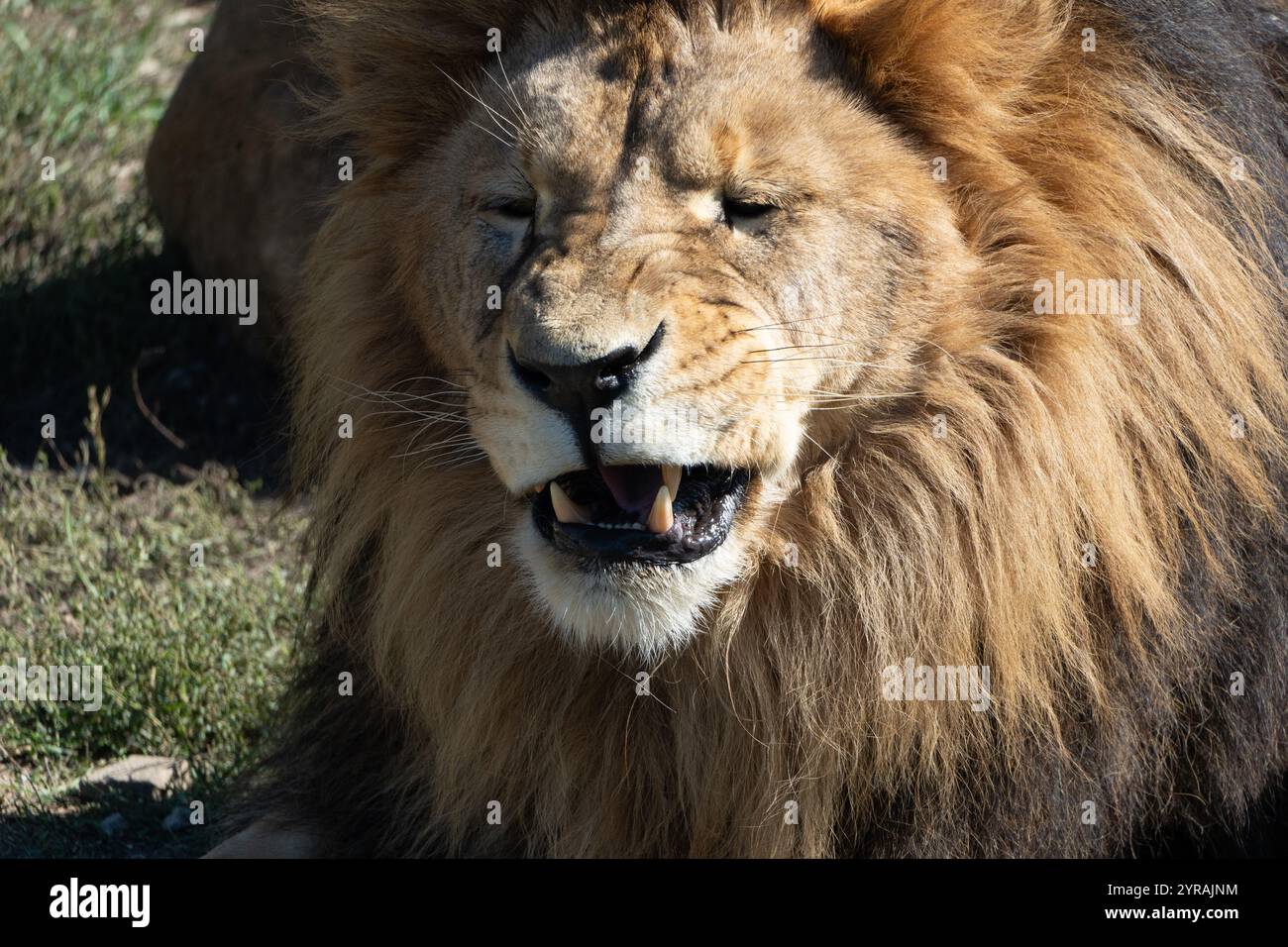 Beautiful roaring lion hi-res stock photography and images - Alamy