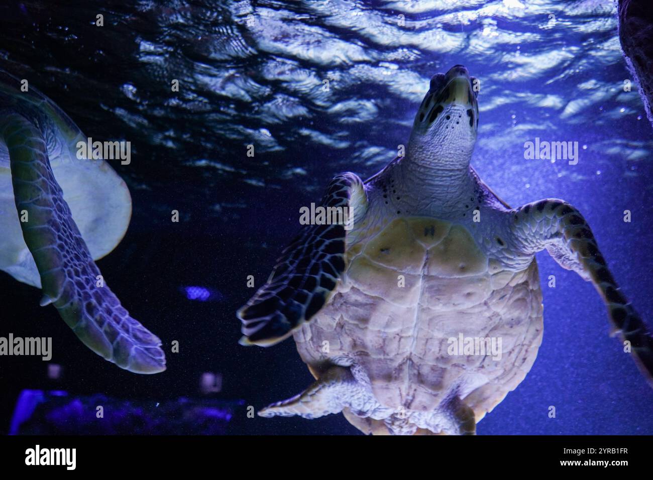 A majestic sea turtle gracefully swimming in vibrant blue water. A ...