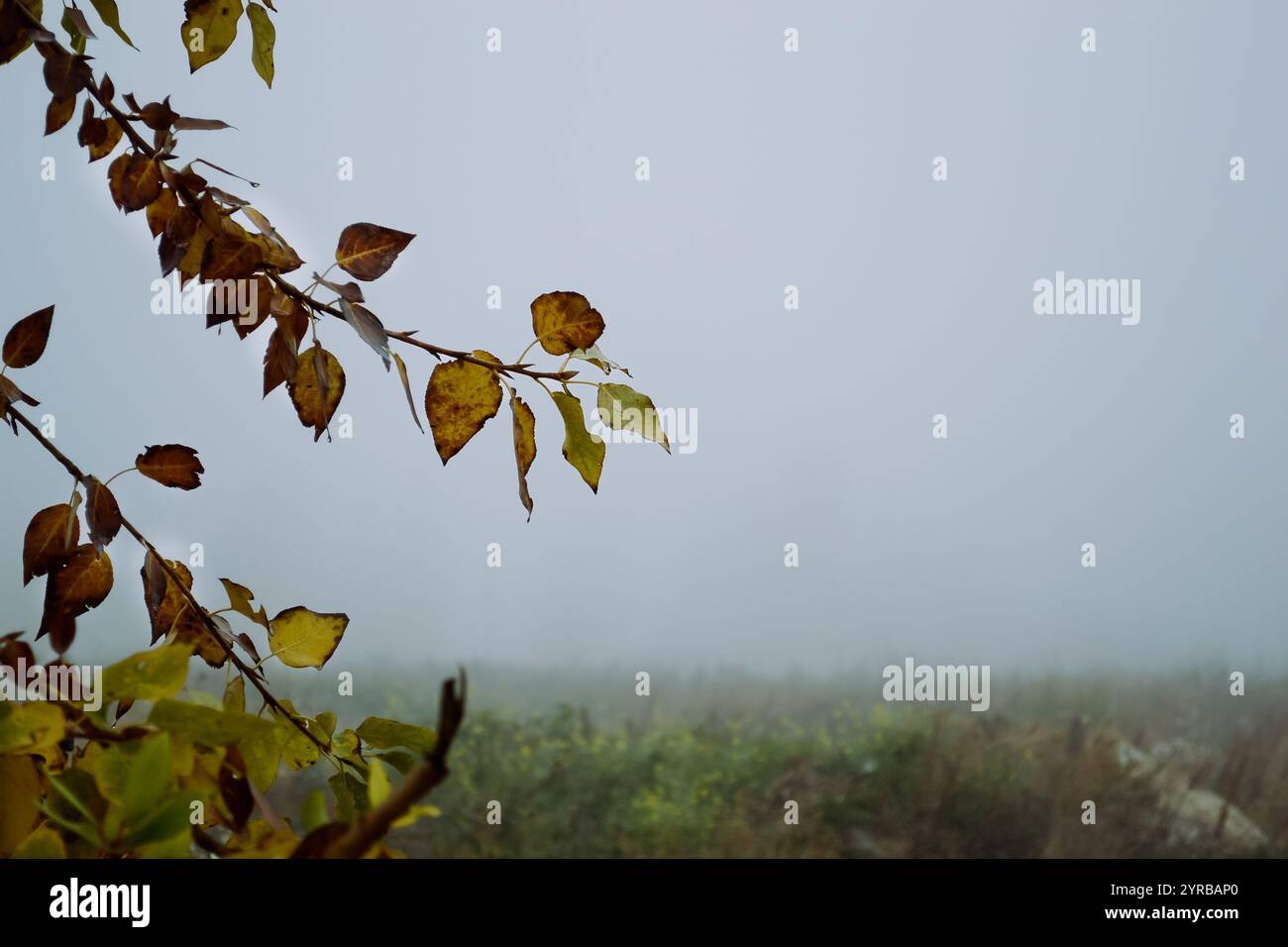 Yellowed leaves on a tree branch and thick fog behind Stock Photo - Alamy