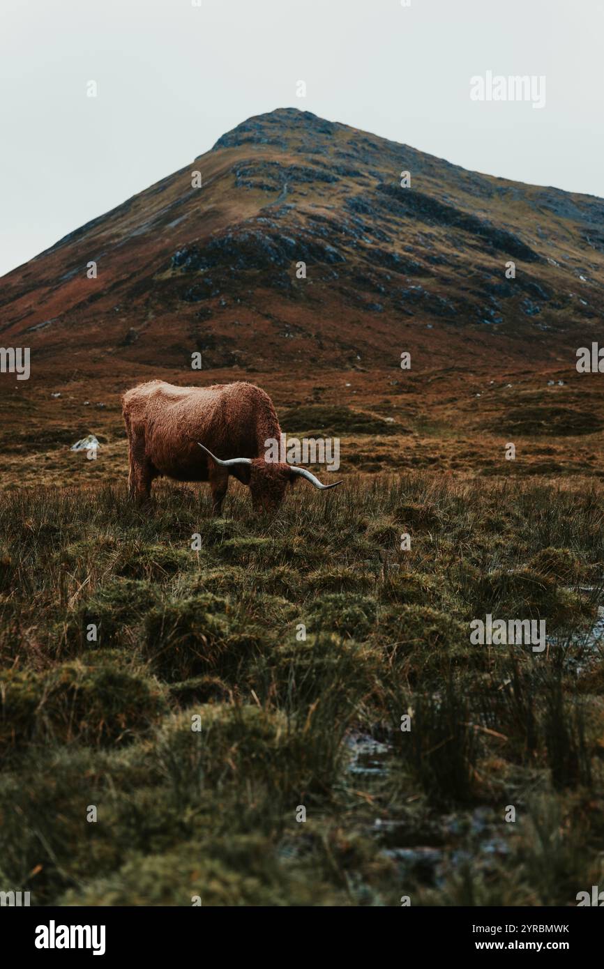 Beautiful Highland cow in the Isle of Skye Stock Photo - Alamy