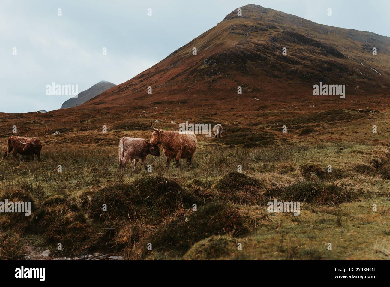 Beautiful Highland cow in the Isle of Skye Stock Photo - Alamy
