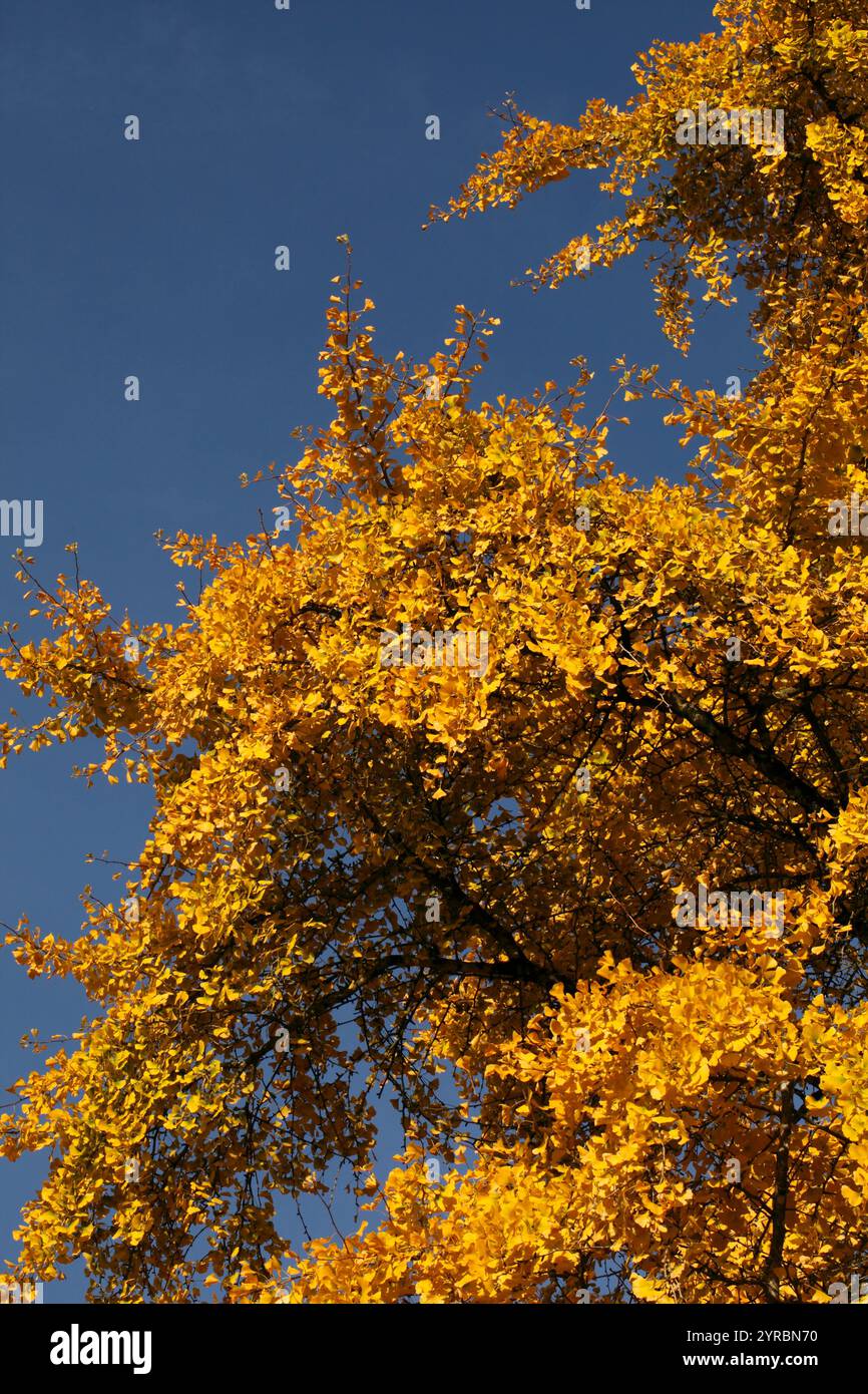 Autumn yellow colour of the Ginkgo biloba, Maidenhair tree, from Japan ...