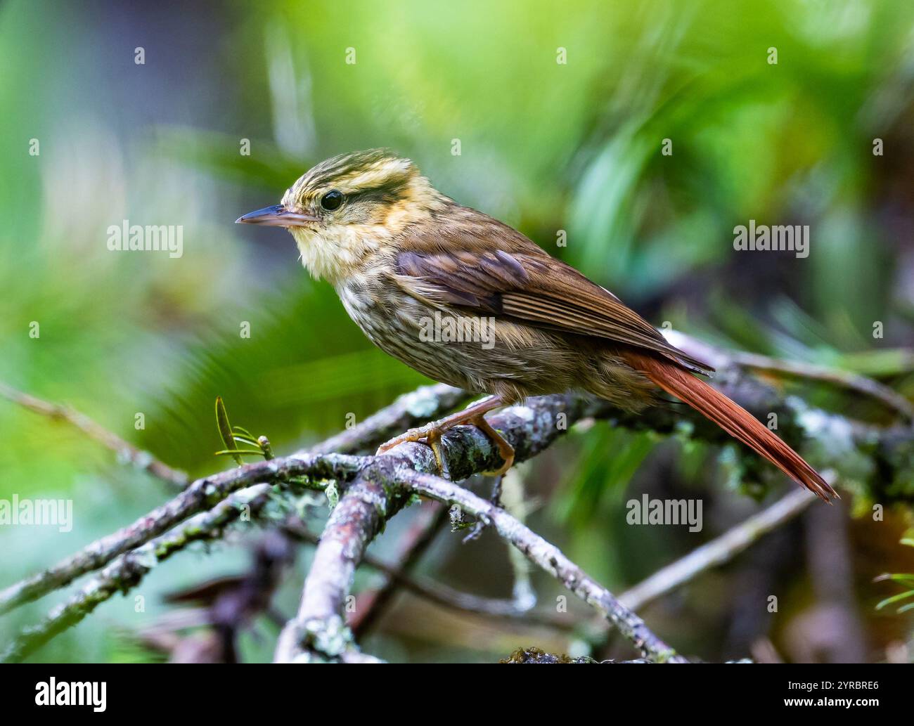 Contaminatus hi-res stock photography and images - Alamy