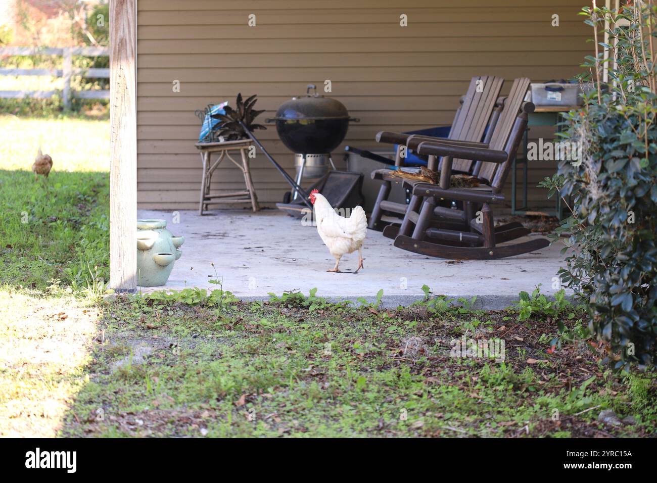 Happy organically raised and feed backyard chickens hi-res stock ...
