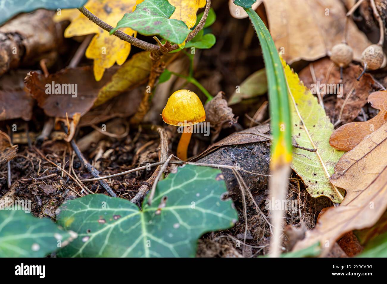 Very short life span hi-res stock photography and images - Alamy