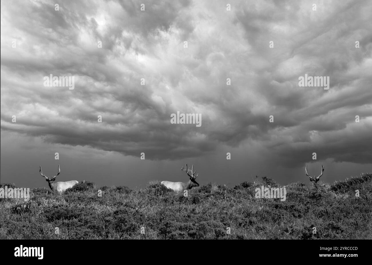 Bull point Black and White Stock Photos & Images - Alamy
