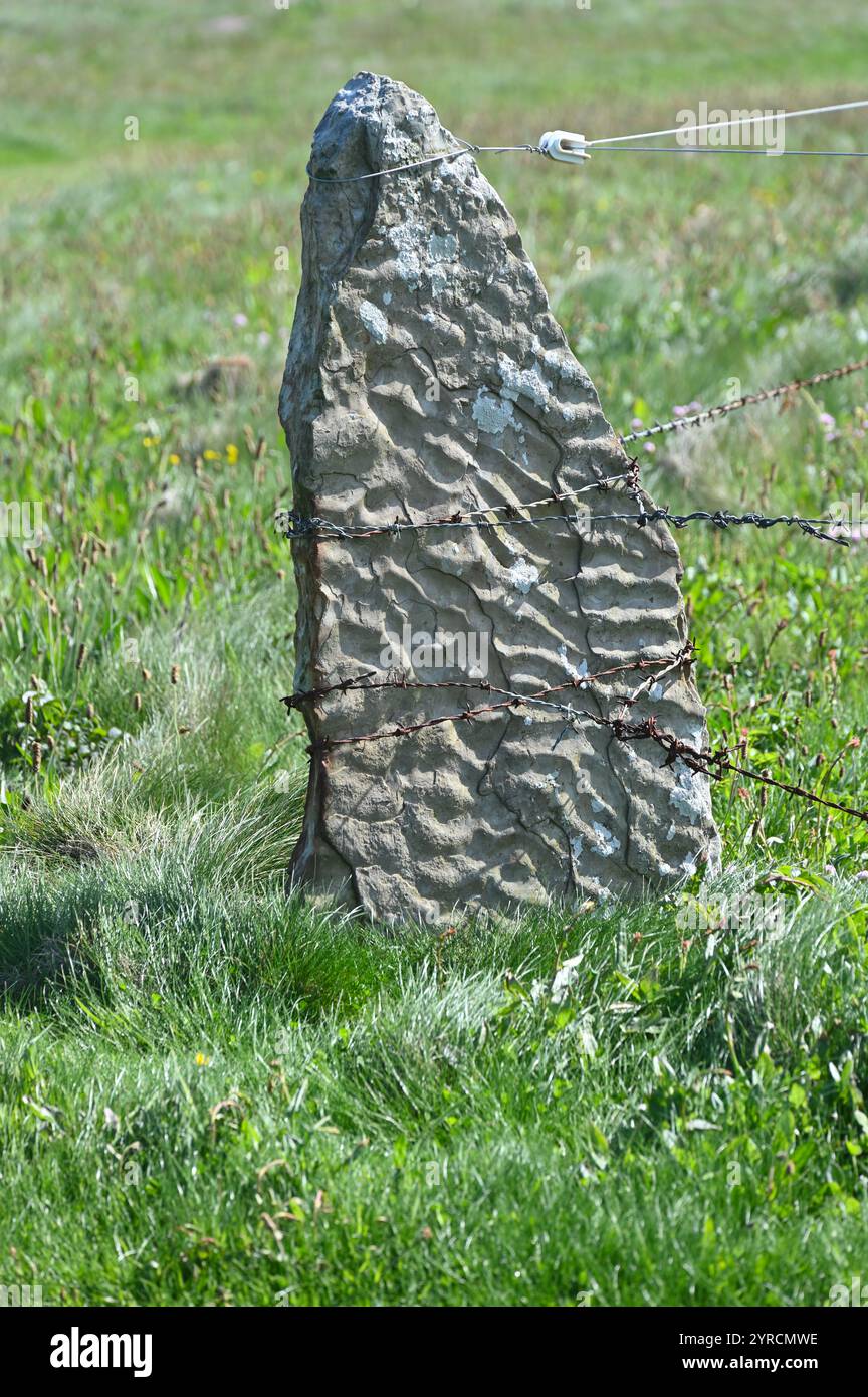 A barbed wire fence attached to a standing stone fence post showing chisel marks Orkney Scotland Stock Photo