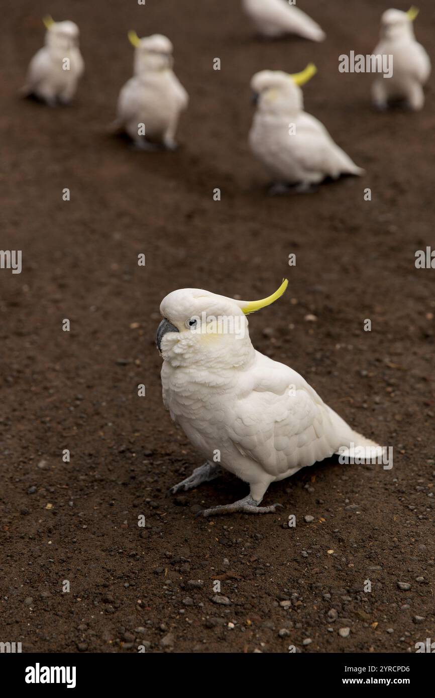 A group of Sulphur-Crested Cockatoos foraging on the ground in Australia. Their striking white feathers and yellow crests stand out against the earthy Stock Photo