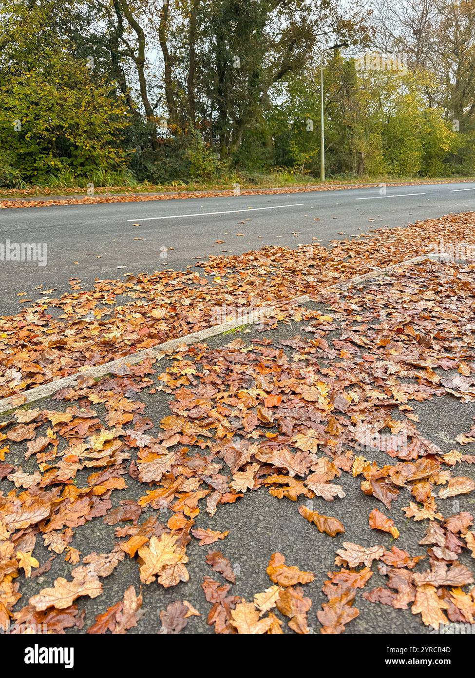 Autumn leaves on a road afetr fallen from oak trees. No people. - Smartphone Captured Stock Image