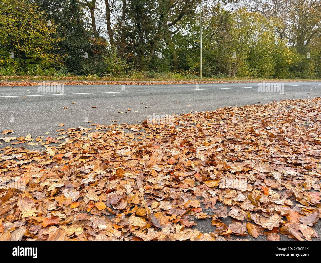 Autumn leaves on a road afetr fallen from oak trees. No people. - Smartphone Captured Stock Image