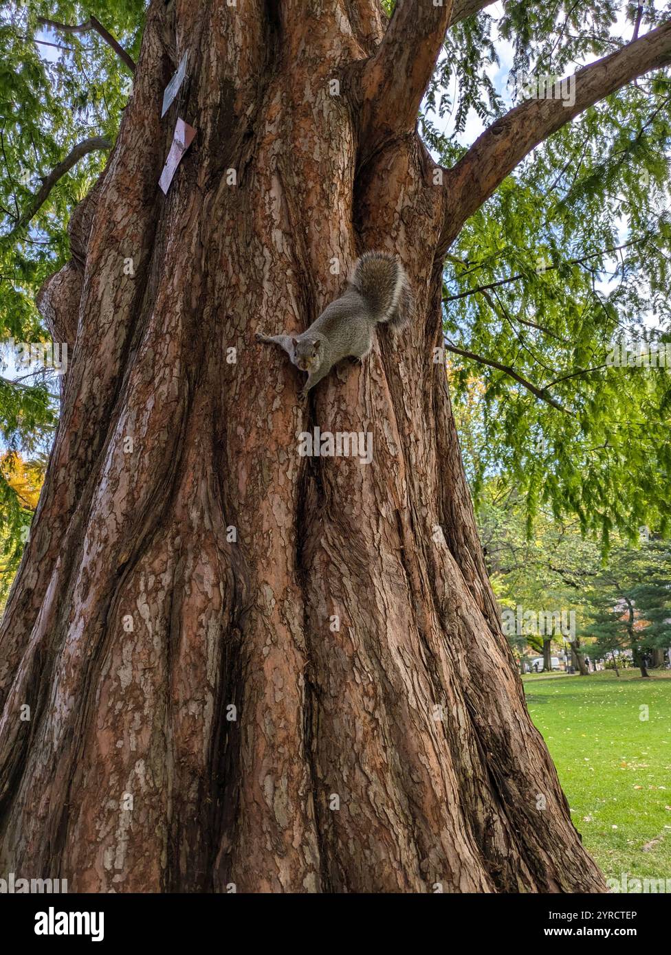 Boston Common in Autumn - Smartphone Captured Stock Image