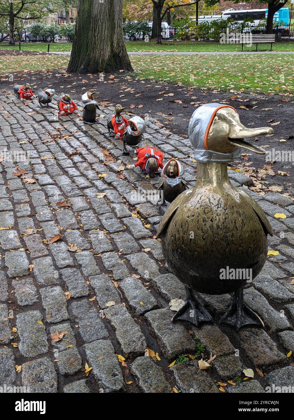 Ducks of Boston Common in Autumn - Smartphone Captured Stock Image