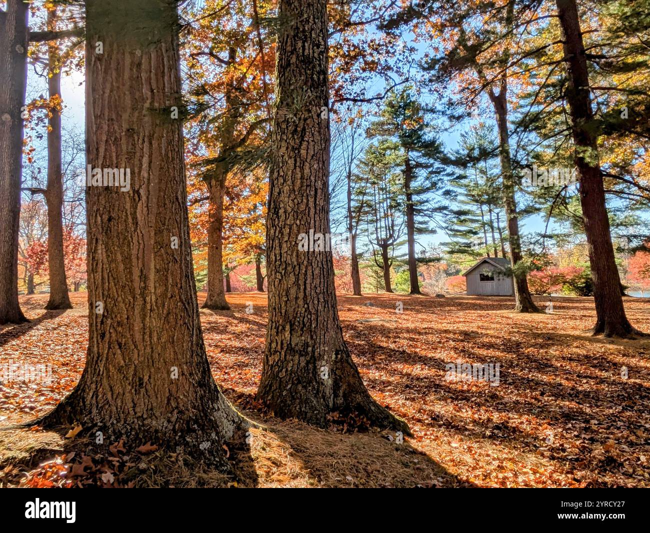 autumn in Bruce Park CT - Smartphone Captured Stock Image