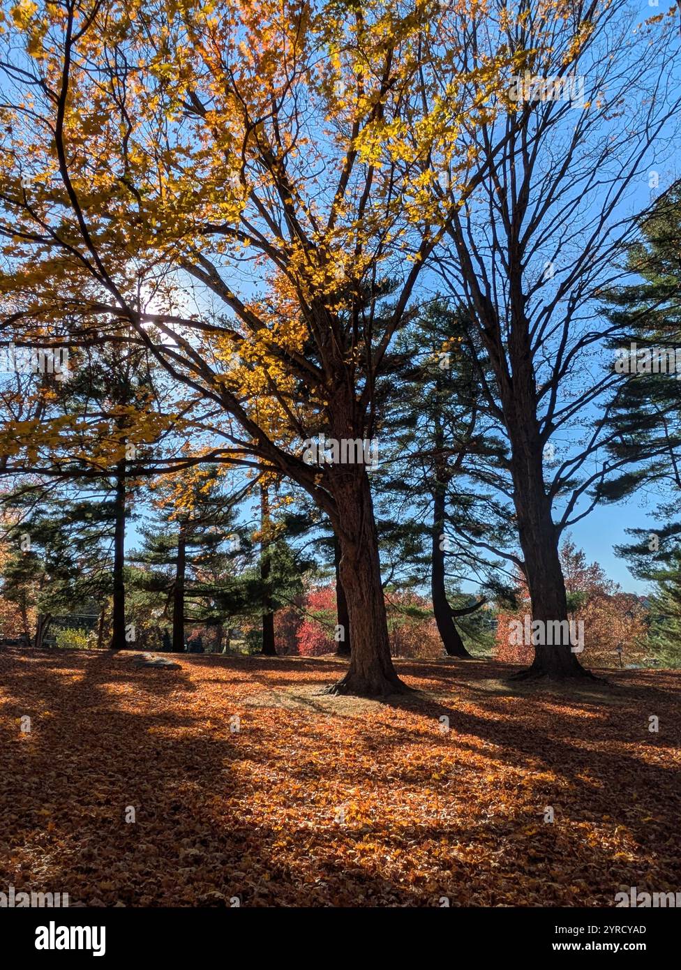 autumn in Bruce Park CT - Smartphone Captured Stock Image