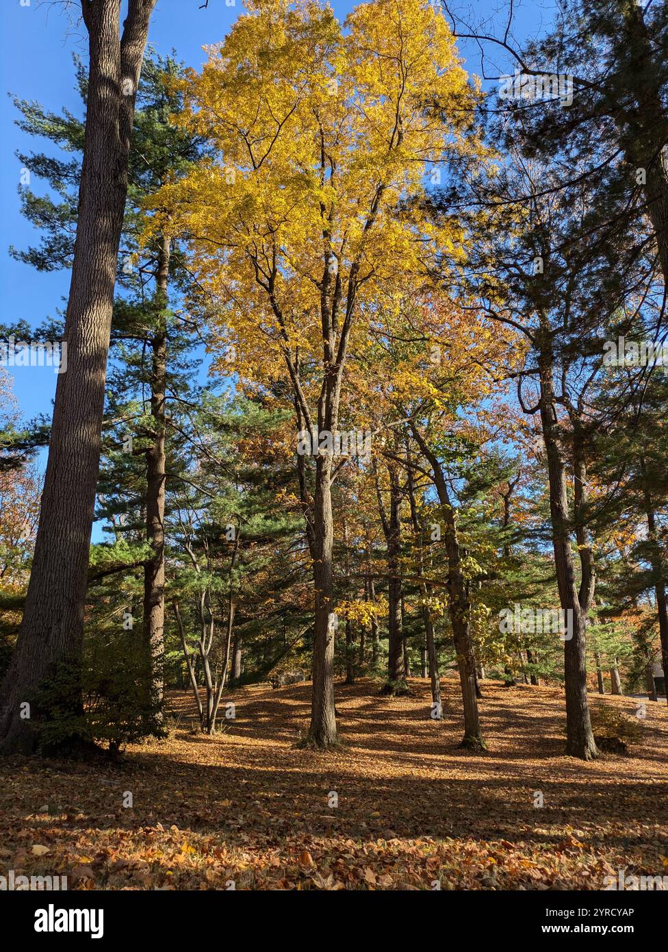 autumn in Bruce Park CT - Smartphone Captured Stock Image