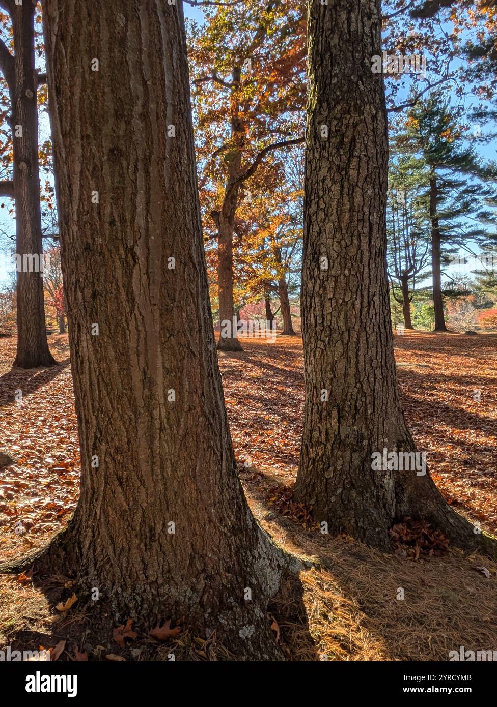 autumn in Bruce Park CT - Smartphone Captured Stock Image
