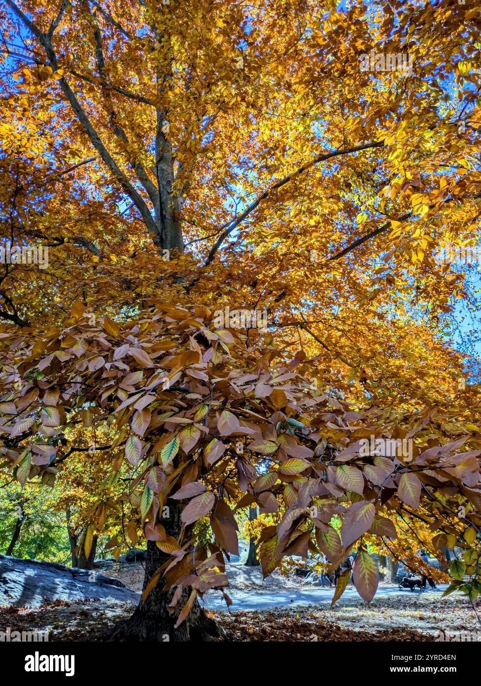 golden tree in autumn - Smartphone Captured Stock Image