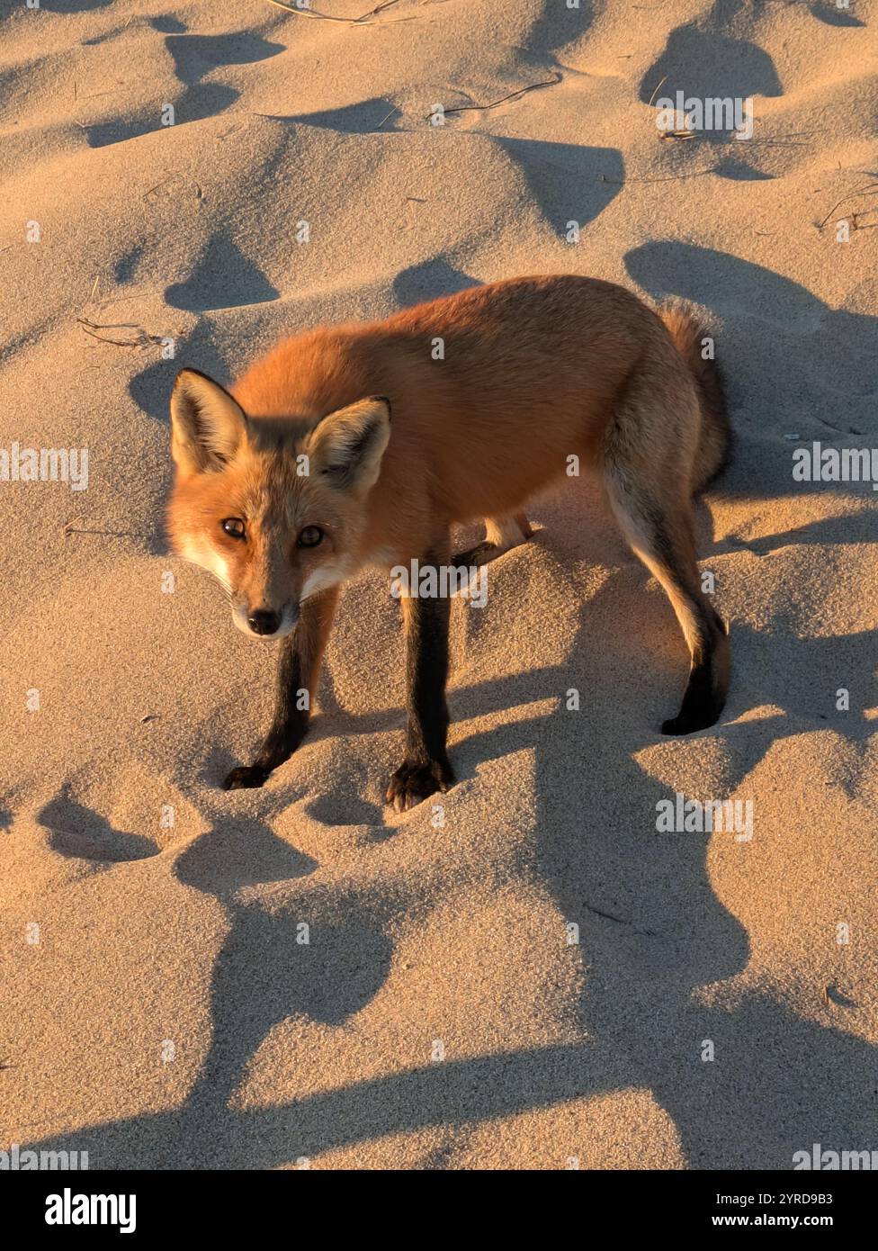 Red Fox on sand dune - Smartphone Captured Stock Image