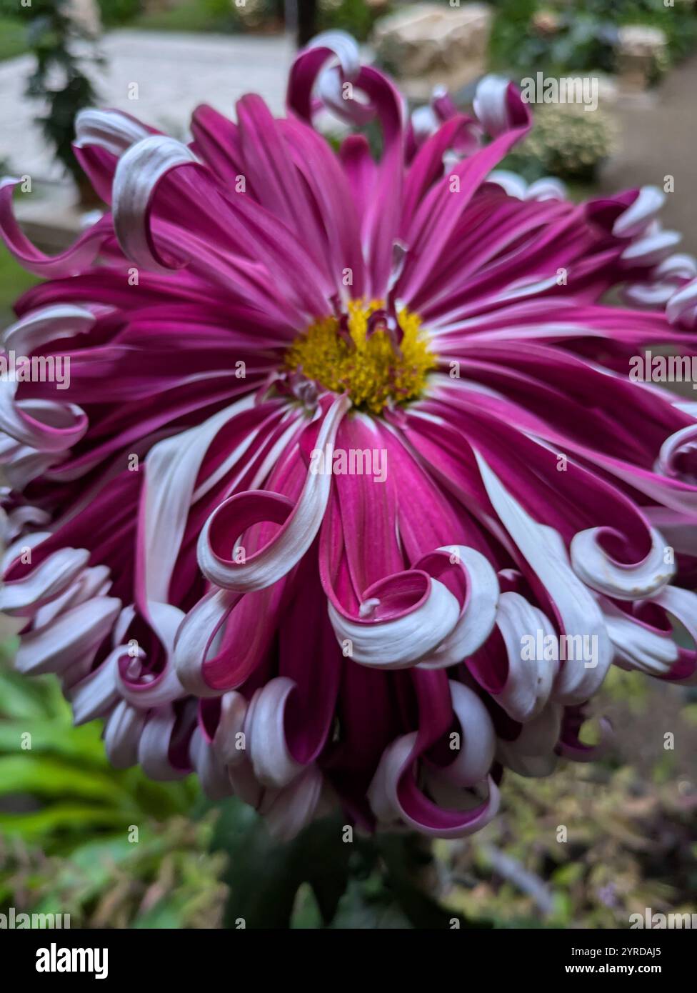 large pink chrysanthemum - Smartphone Captured Stock Image