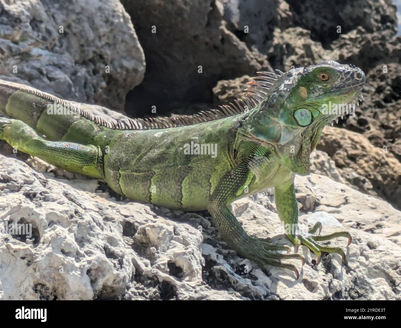 Green iguana on a rock - Smartphone Captured Stock Image