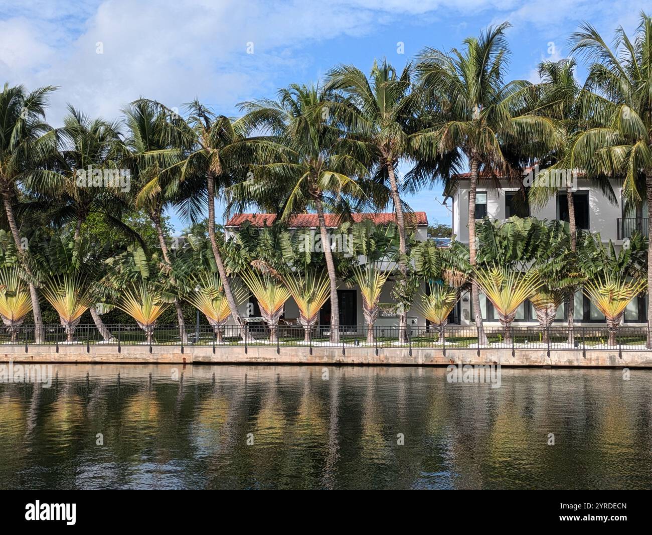 palm trees lined up on river bank in miami - Smartphone Captured Stock Image
