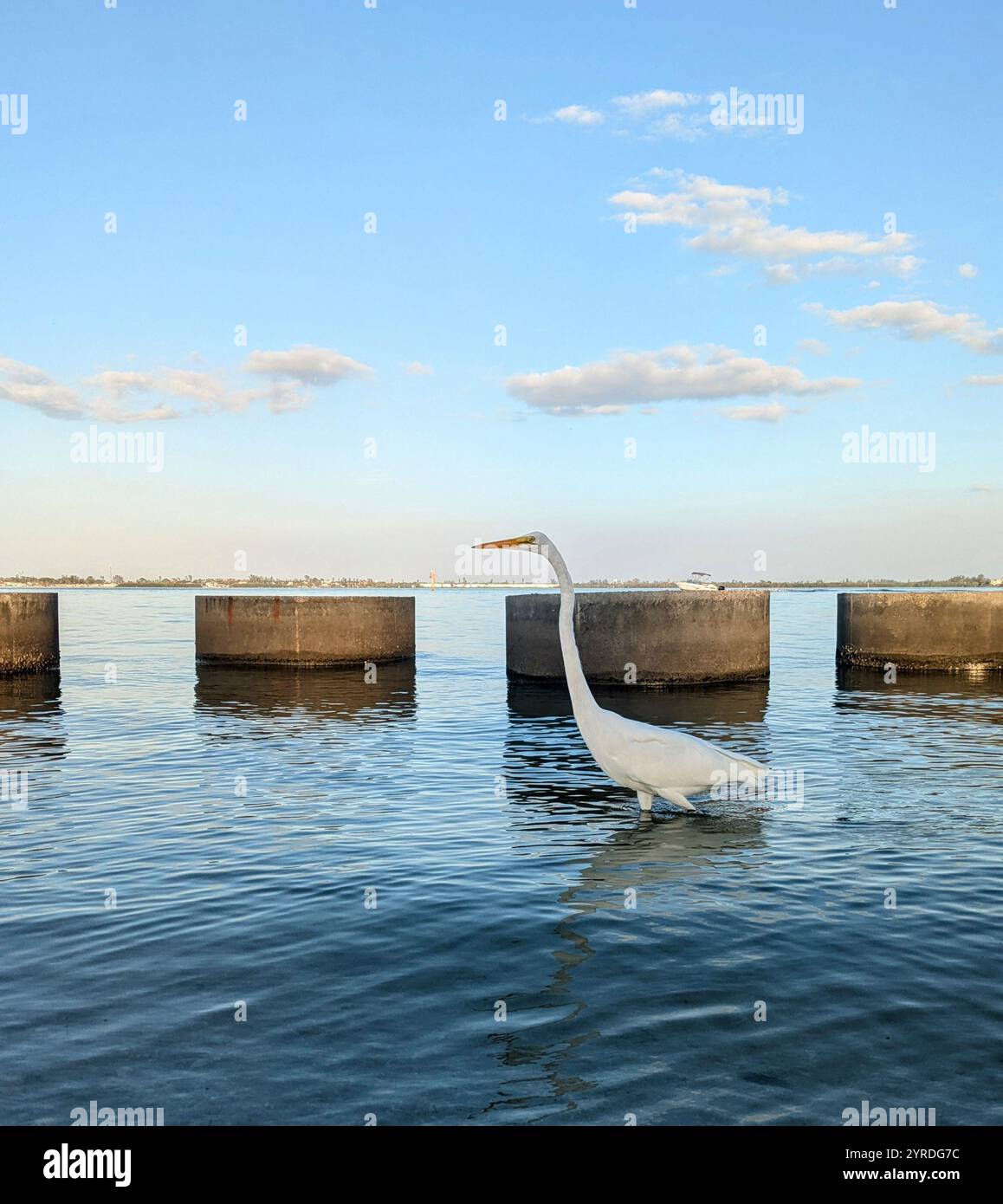 concrete tubes in the sea with white bird - Smartphone Captured Stock Image