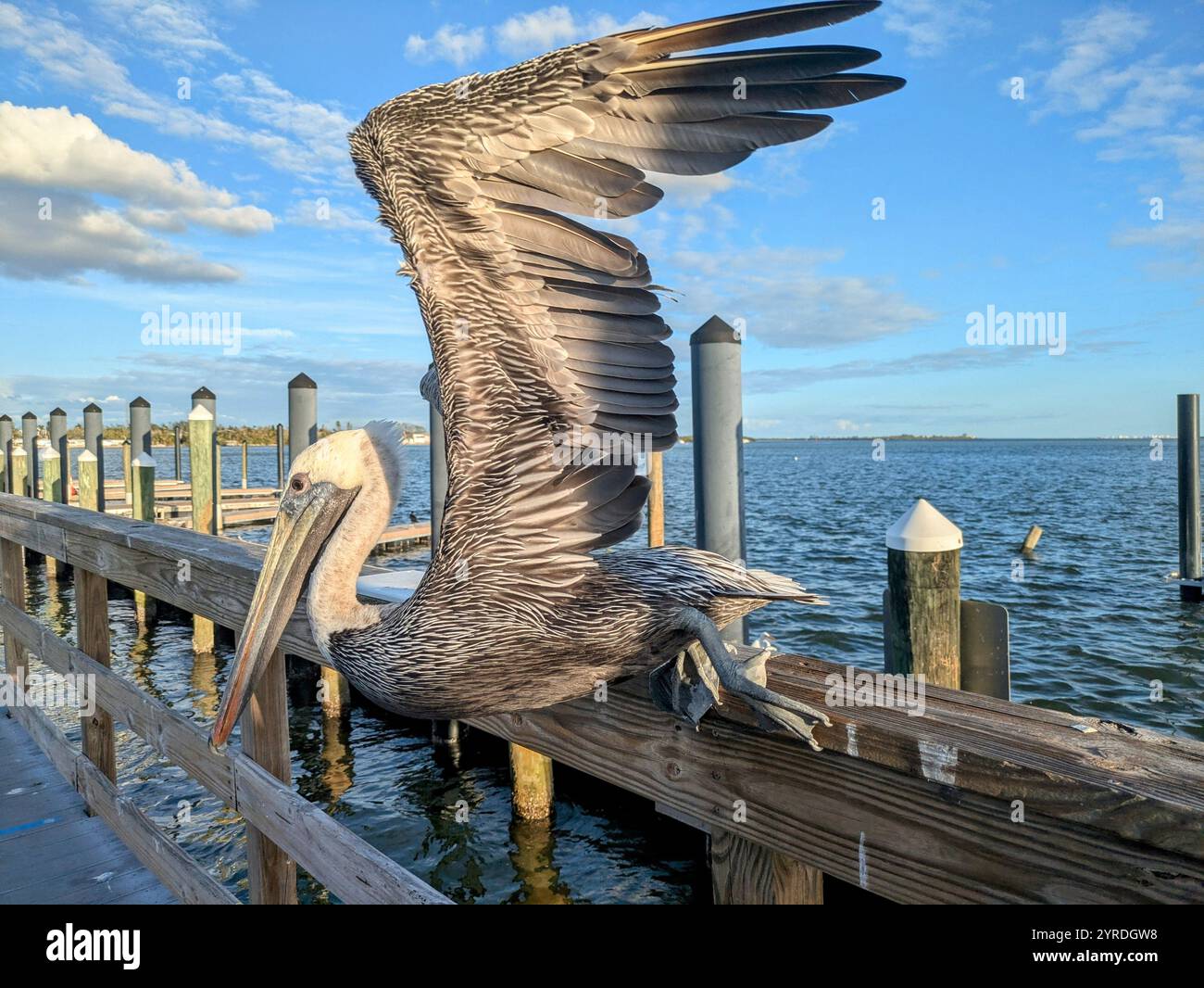 pelican taking off from a wooden fence by the sea - Smartphone Captured Stock Image