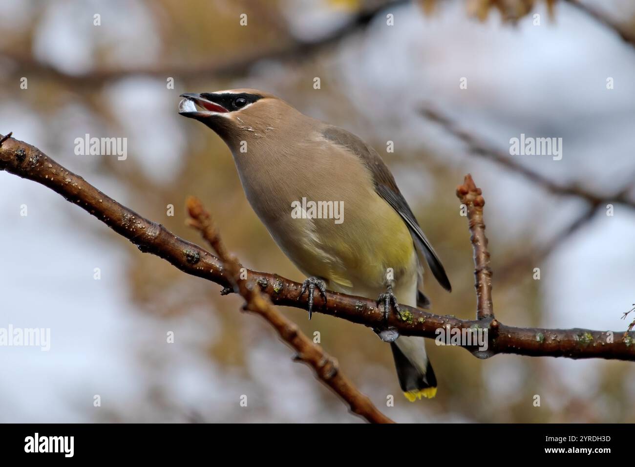 Boise Insects Evidence of insects hi-res stock photography and images - Alamy