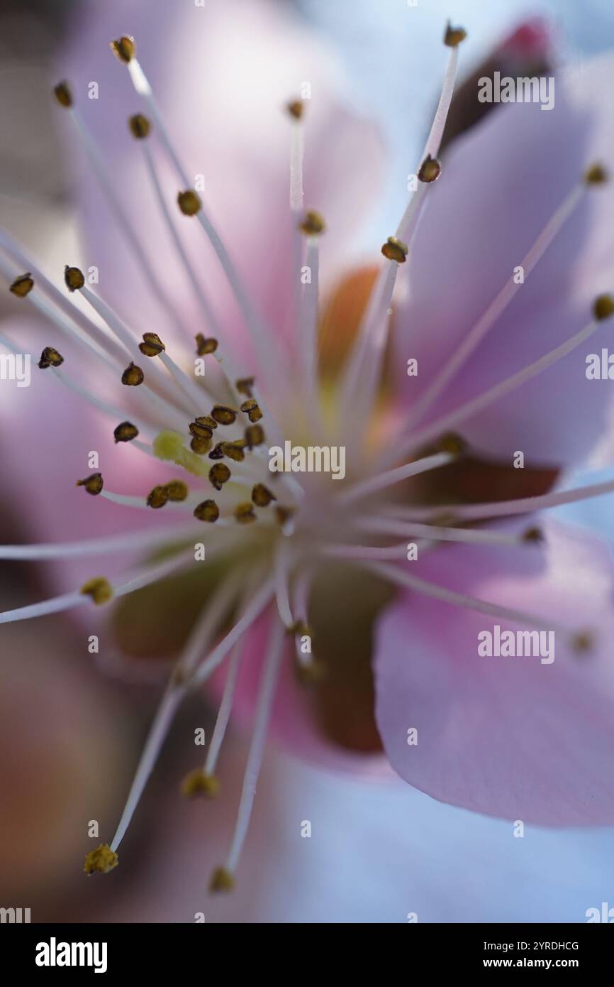 Macro flower anatomy hi-res stock photography and images - Alamy