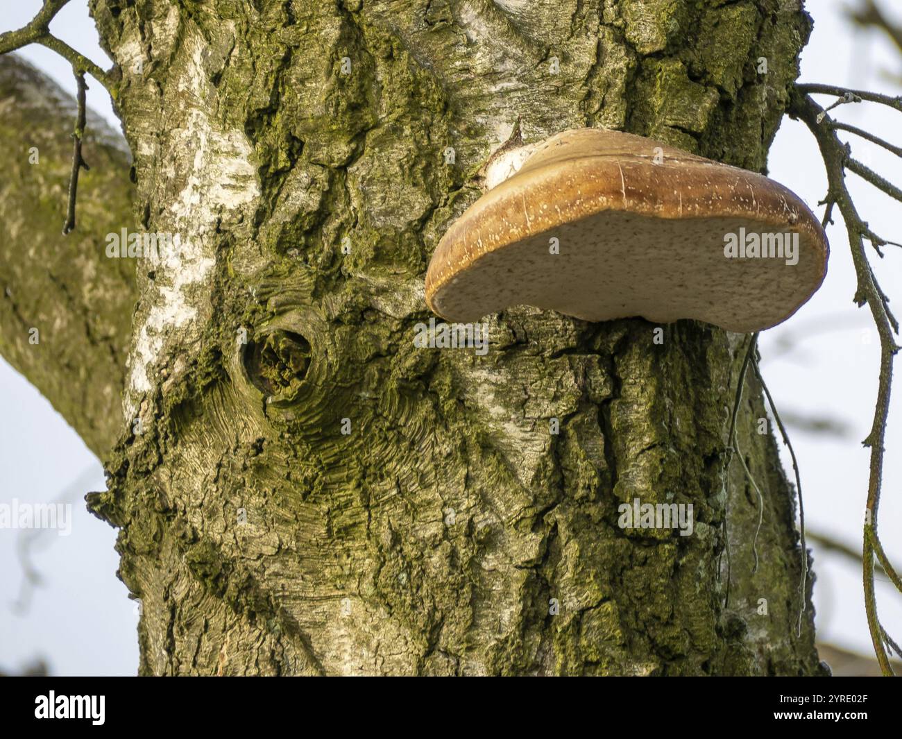 Shelf fungus on trees hi-res stock photography and images - Alamy