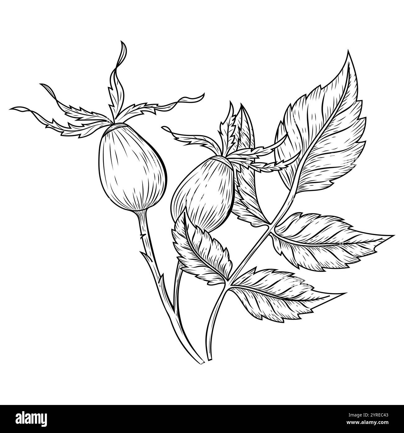 Hand-drawn dog rose flower outline vector illustration, botanical ...