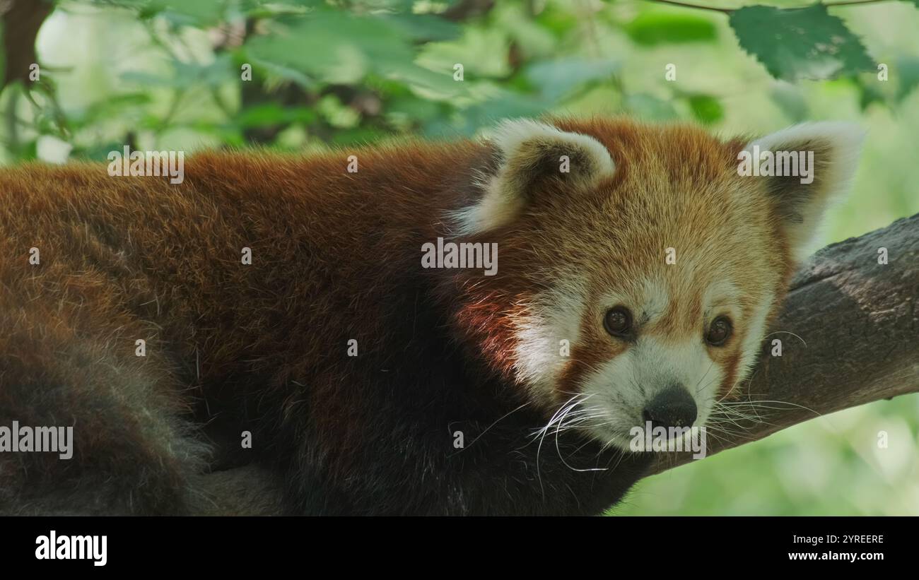 Portrait red panda lying on hi-res stock photography and images - Alamy