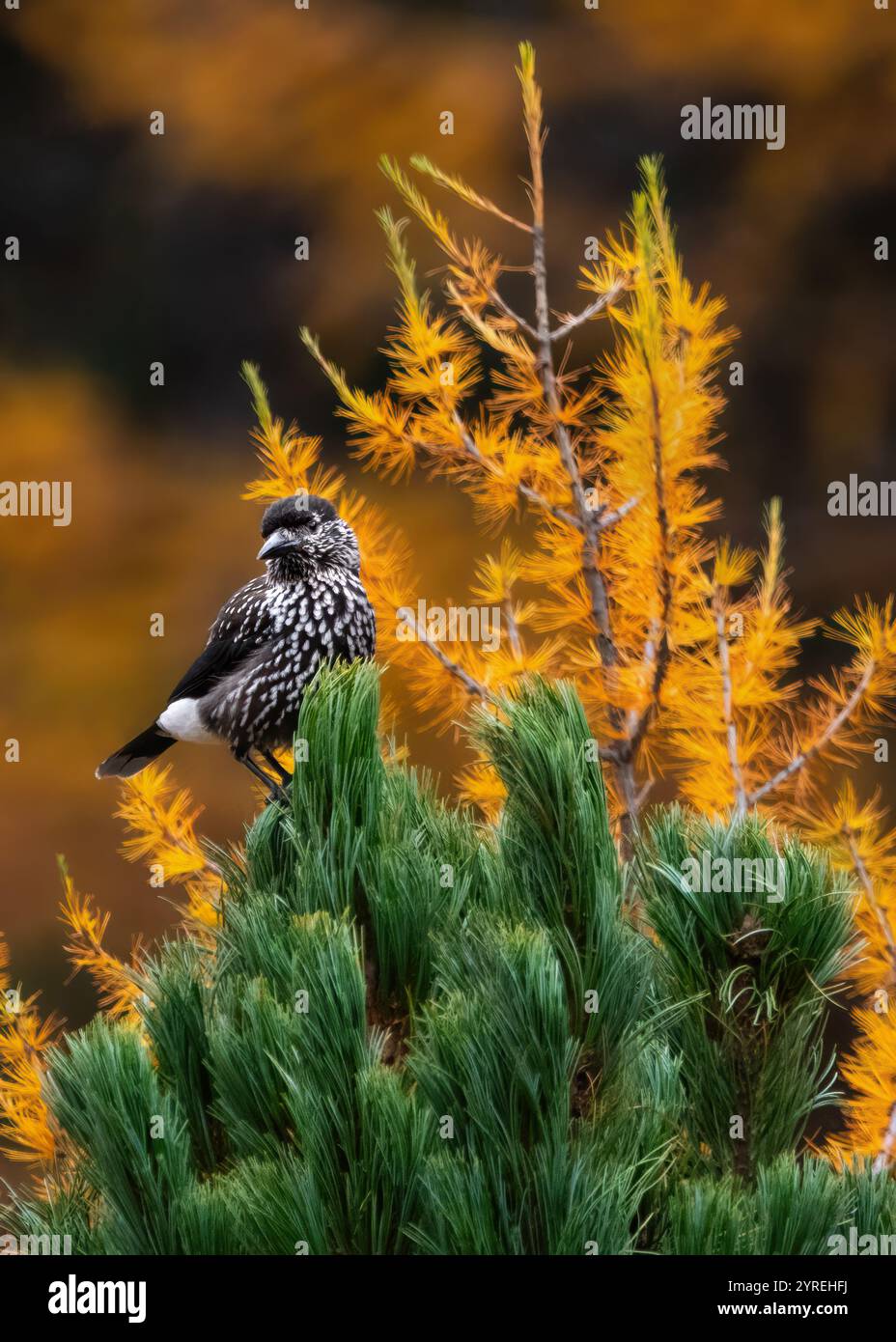 A close-up front-view of a northern nutcracker (Nucifraga caryocatactes) perching in a tree, fall colours, vertical Stock Photo