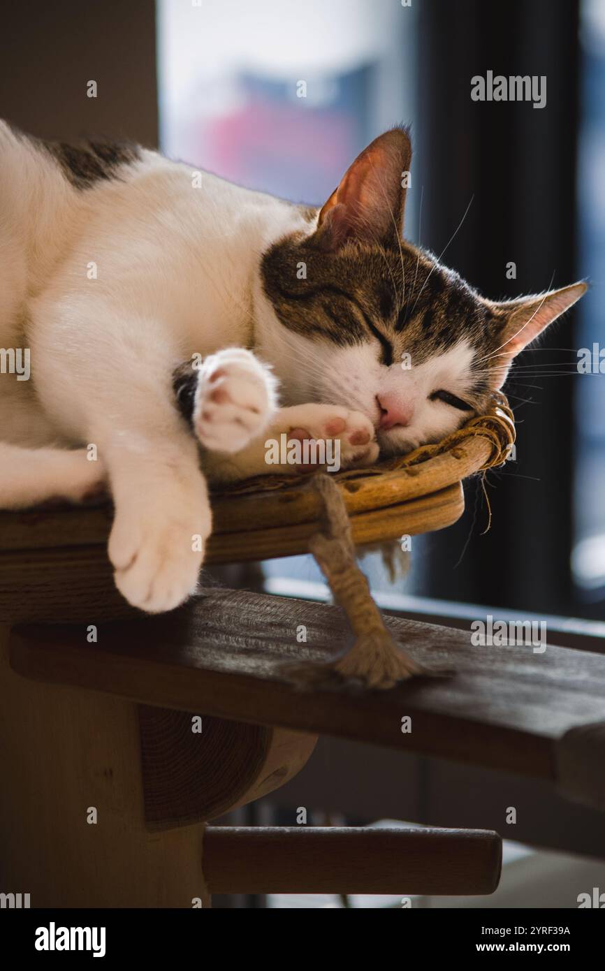 A peaceful cat sleeping in Budapest, showcasing the charm and tranquility of the city’s relaxed atmosphere and cozy street life. Stock Photo