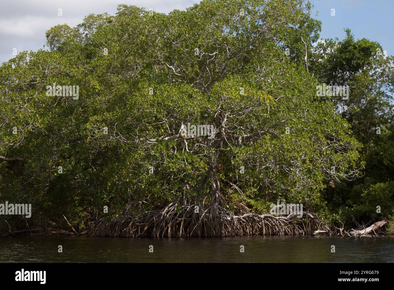 Centla Mangroves on Grijalva River. Stock Photo