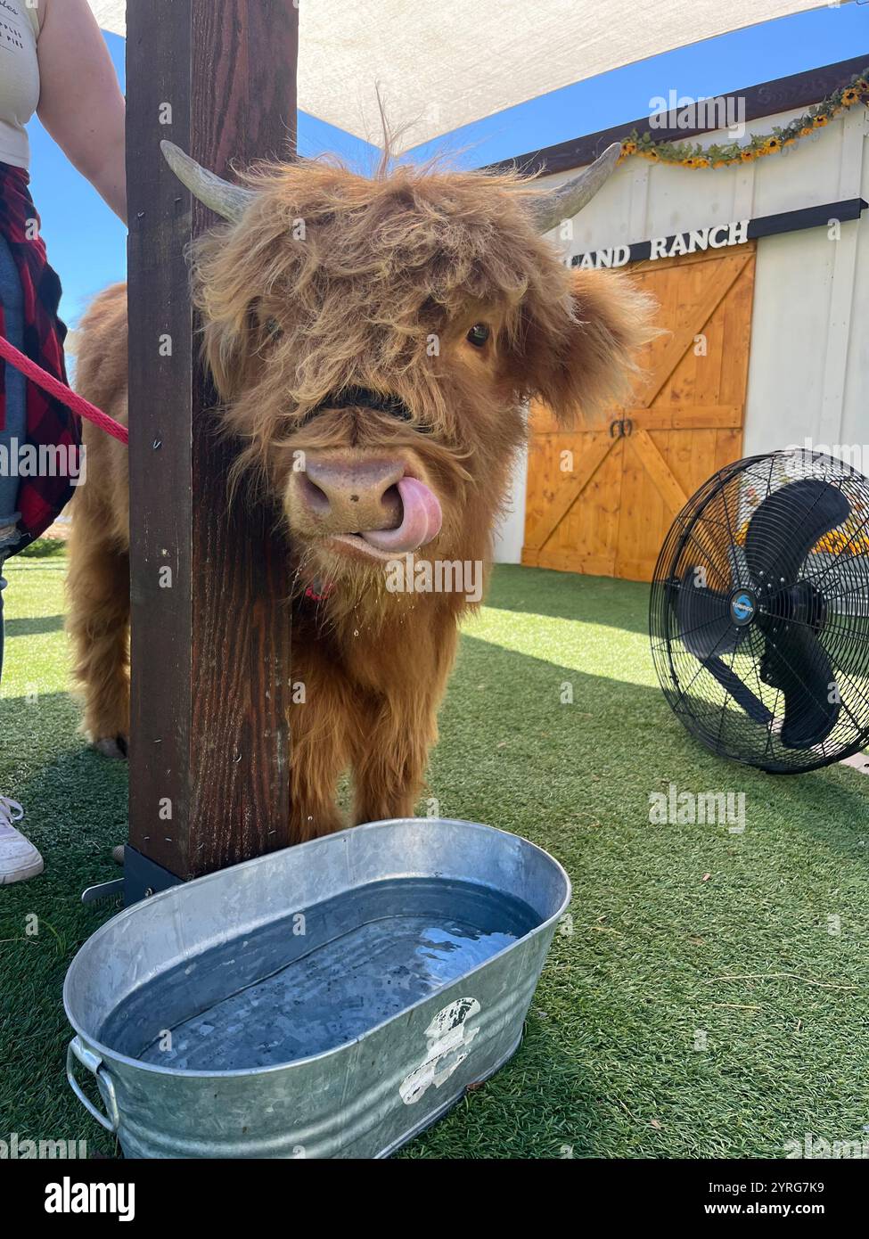 Elon University; Highland Cow; Smoky Mountains - Smartphone Captured Stock Image