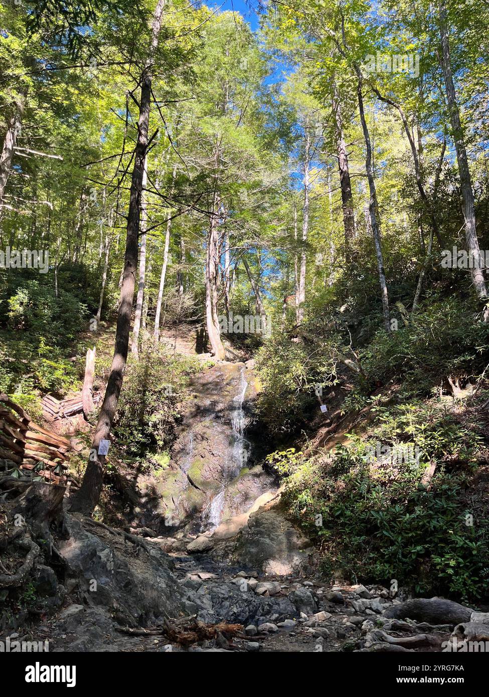 Elon University; Highland Cow; Smoky Mountains - Smartphone Captured Stock Image