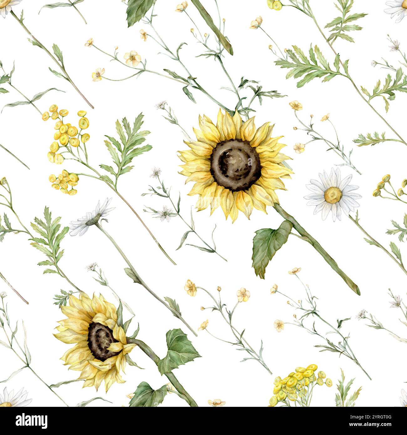 Watercolor seamless pattern with daisy and sunflower, tansy and ...