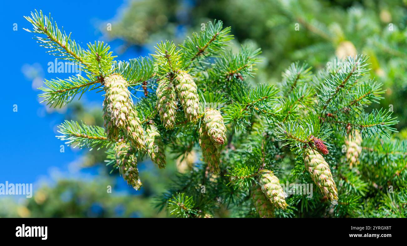 Pine cone on branch with needle. Pine tree branch. Needle of a ...