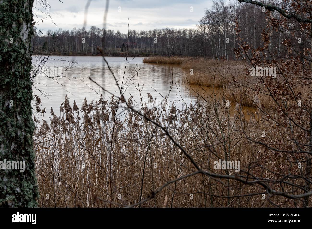 Scandinavia reed hi-res stock photography and images - Alamy