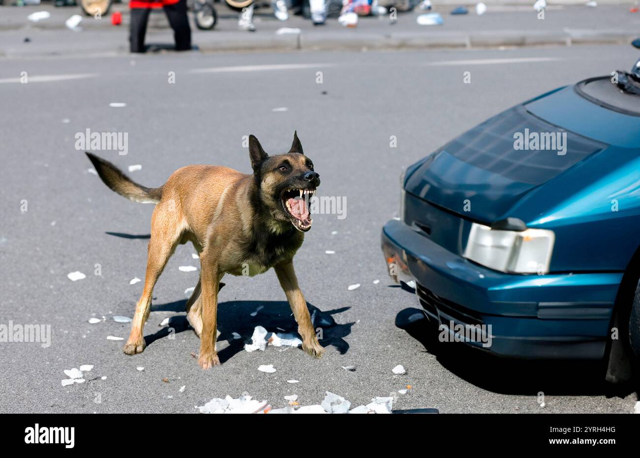 berger belge malinois agressif Stock Photo