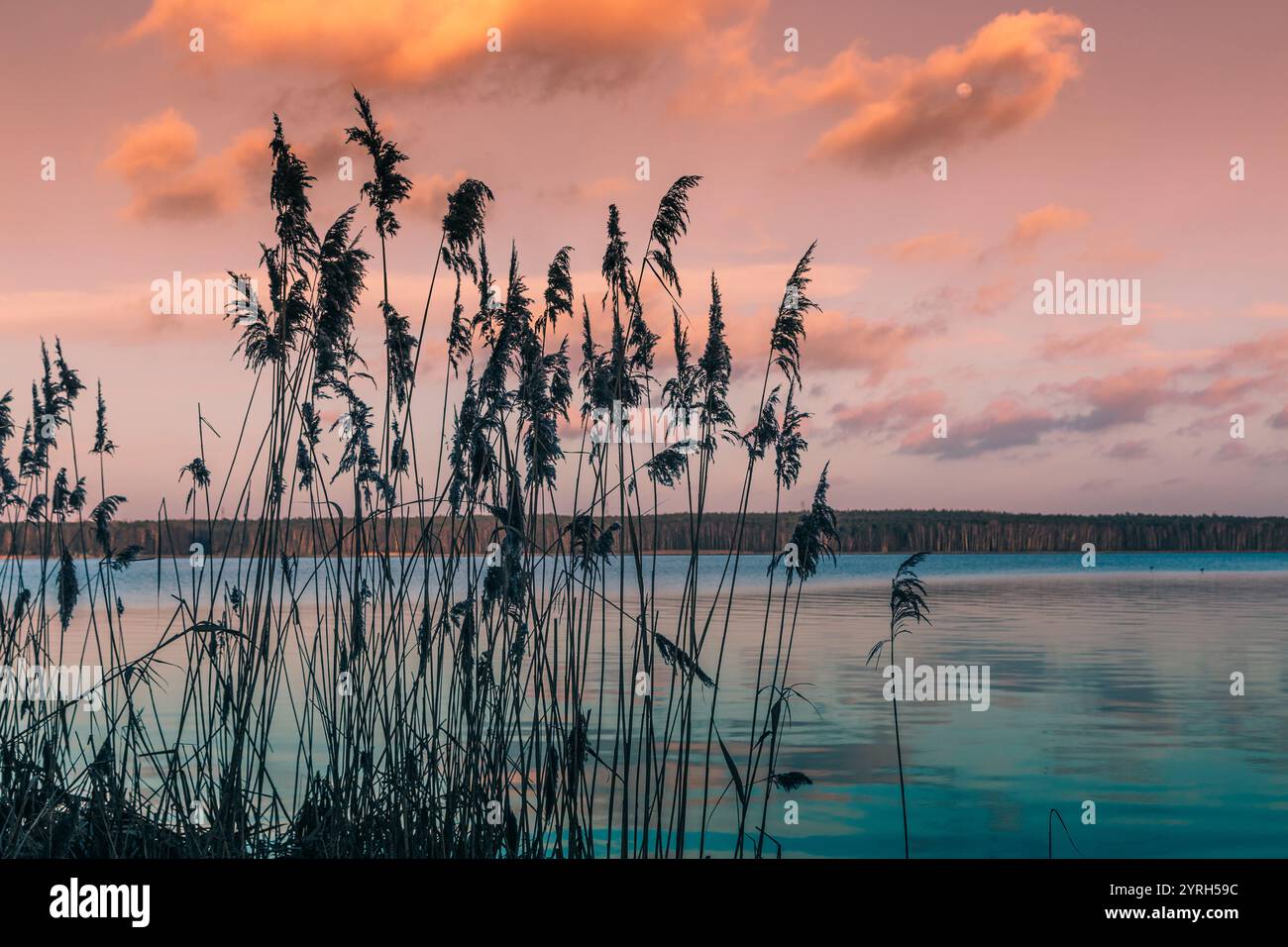 Common reeds on rybnik lake shore in poland under colorful sunset sky ...