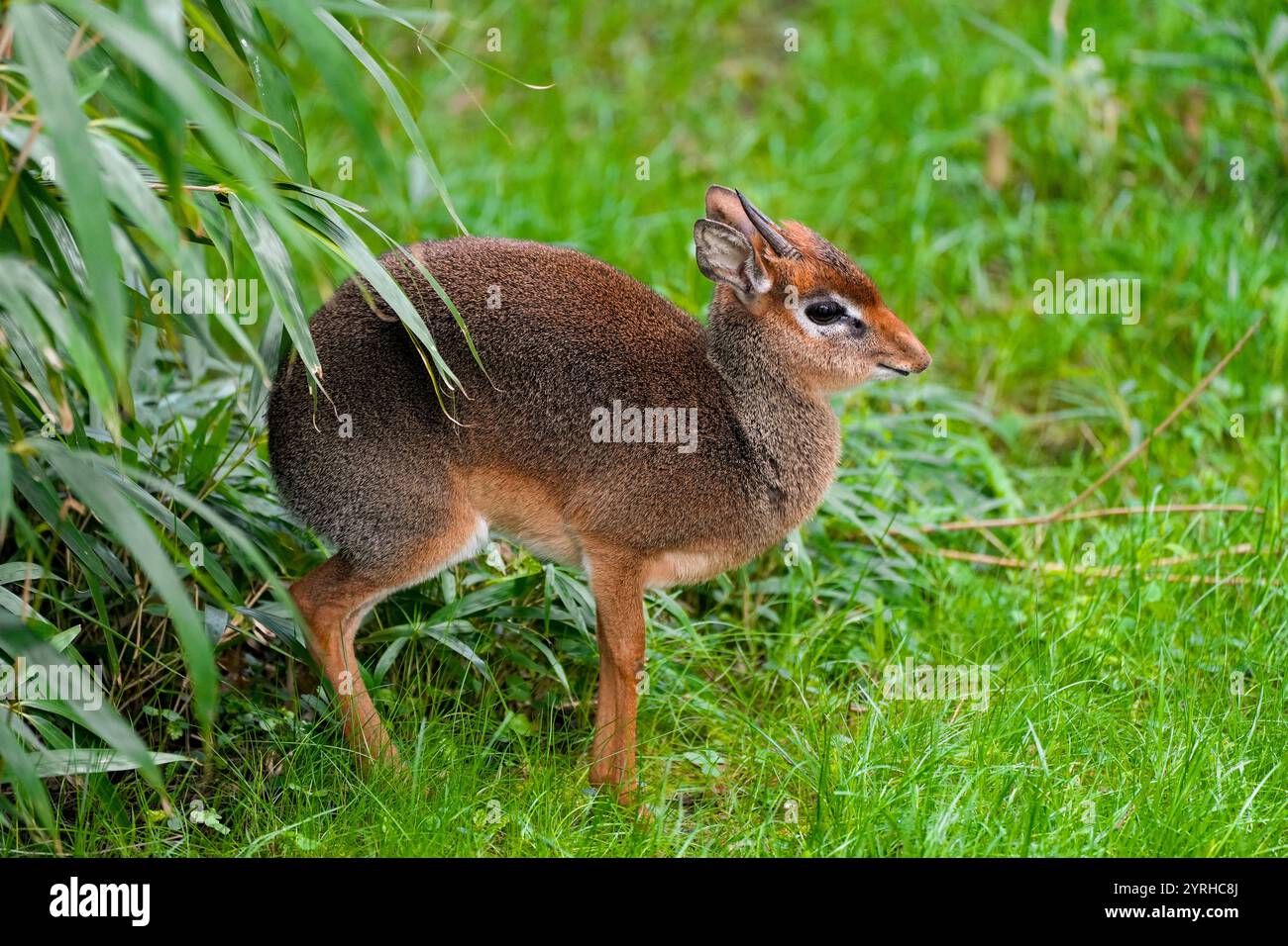 Bir teshikda bir vaqtning ozida ikkita azo